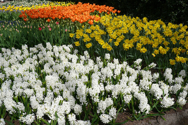 Flowers In Keukenhof