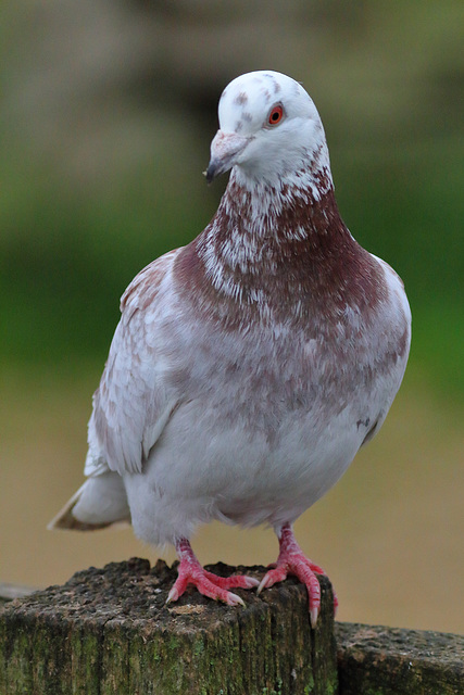 EOS 60D Unknown 15 27 1703550 Pigeon dpp