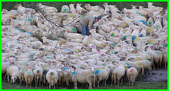 Color Sheep