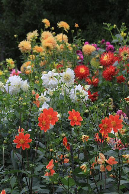 Dahlias