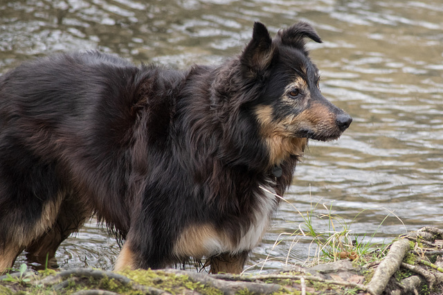 A water dog