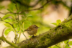 Goldcrest in Manor Park