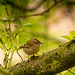 Goldcrest in Manor Park