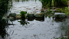 The Stepping Stones