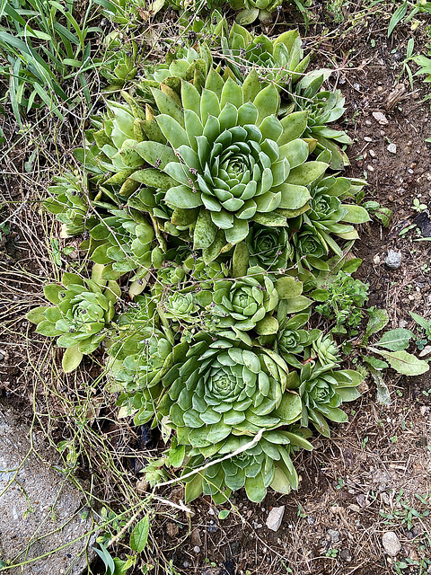 HENS AND CHICKS