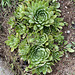 HENS AND CHICKS