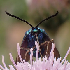 Grünwidderchen - Weibchen