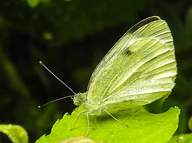 20230716 2113CPw [D~LIP] Kleiner Kohlweißling (Pieris rapae), Bad Salzuflen