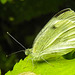 20230716 2113CPw [D~LIP] Kleiner Kohlweißling (Pieris rapae), Bad Salzuflen