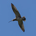 Curlew