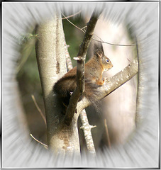 Eichhörnchen (Sciurus vulgaris)  ©UdoSm