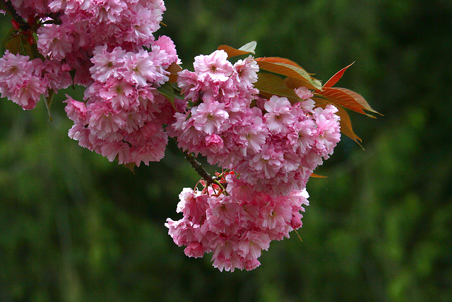 Flowering Cherry