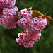 Flowering Cherry