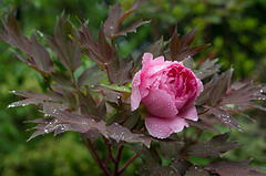 Peony in the rain