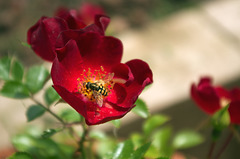 Hoverfly on a Sussex County Rose