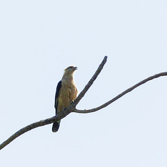 Yellow-headed Caracara, Nariva Swamp afternoon, Trinidad