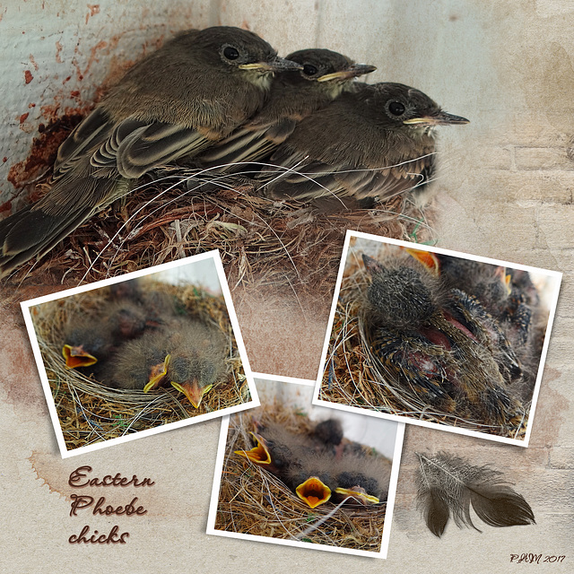 Eastern Phoebe Chicks