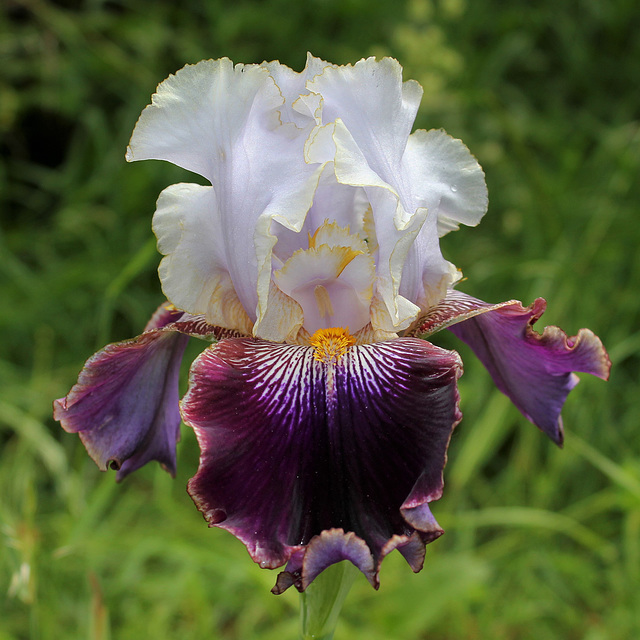 Iris 'Filigrane'