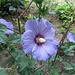 Hibiscus arbustif