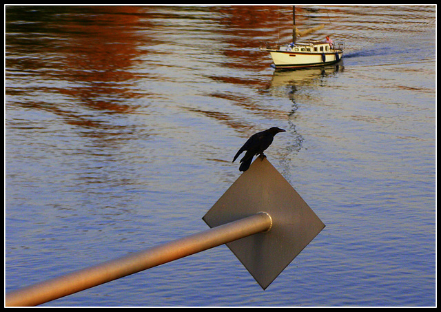 Belgian Crow