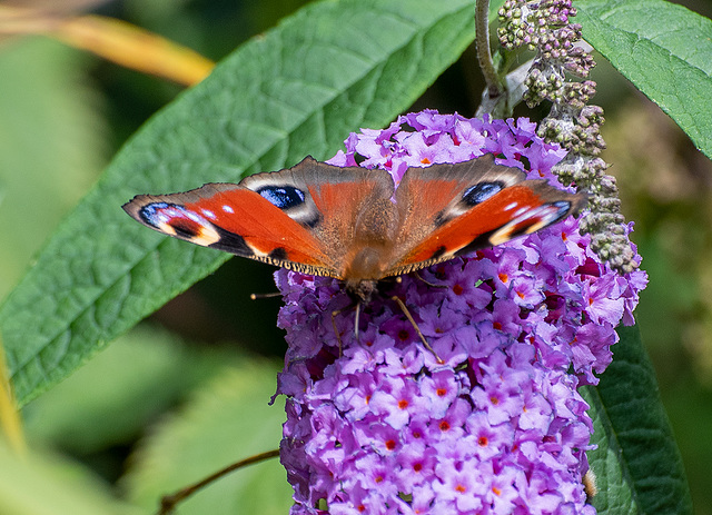 Peacock butterfly