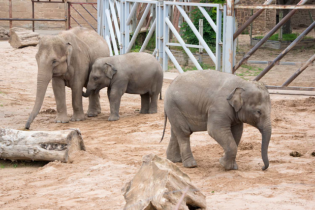 Elephant and babies