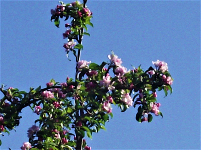 The cross at the top of the apple blossom always looks good