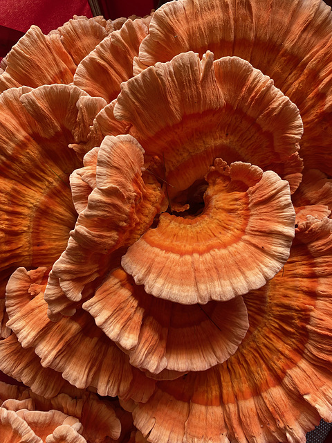 Mushroom 1