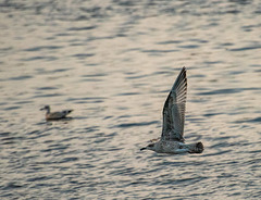 Gull in flight