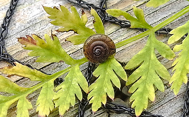 20210929 2996CPw [D~LIP] Wiesenkerbel, Gemeine Haarschnecke (Trochulus hispidus), Bad Salzuflen