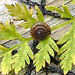 20210929 2996CPw [D~LIP] Wiesenkerbel, Gemeine Haarschnecke (Trochulus hispidus), Bad Salzuflen