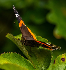 Red admiral