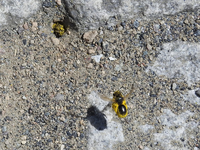 Ginsterpollen-Biene mit Schatten und PiPs