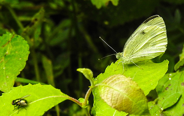 20230716 2114CPw [D~LIP] Kleiner Kohlweißling (Pieris rapae), Goldfliege (Lucilia agg), Bad Salzuflen