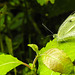 20230716 2114CPw [D~LIP] Kleiner Kohlweißling (Pieris rapae), Goldfliege (Lucilia agg), Bad Salzuflen