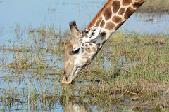 Botswana, Chobe National Park, Giraffe Drinking Water