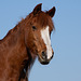 Mr Ed