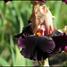Iris Ocelot (1)
