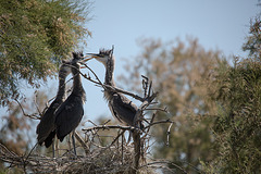 20150518 7858VRTw [R~F] Graureiher (Ardea cinerea), Parc Ornithologique, Camargue