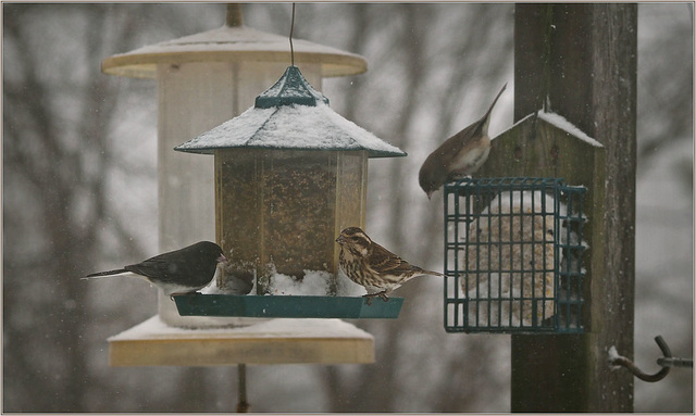 Purple finch between two snowbirds