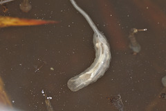 EF7A9276rattailedmaggot