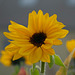 Sonnenblume herbstlich