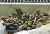 Haworthia greenii – Desert House, Princess of Wales Conservatory, Kew Gardens, Richmond upon Thames, London, England