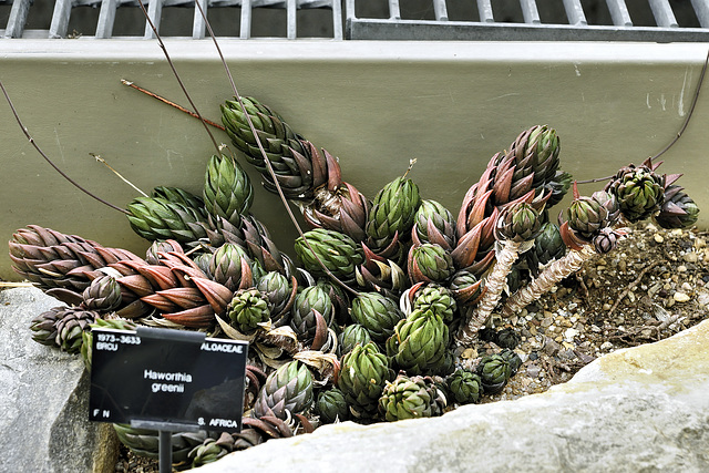 Haworthia greenii – Desert House, Princess of Wales Conservatory, Kew Gardens, Richmond upon Thames, London, England