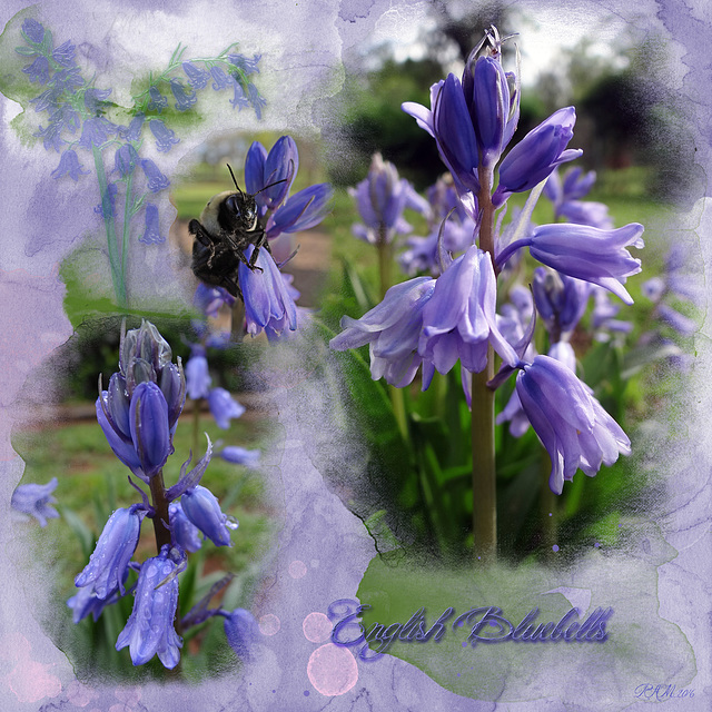 English Bluebells