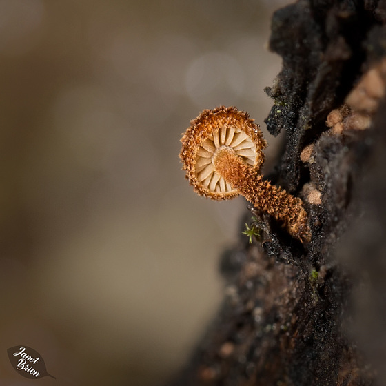 Pictures for Pam, Day 82: Furry Mushroom