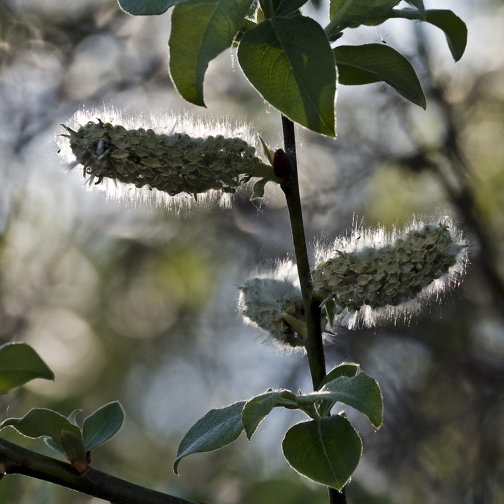 Splinters of light