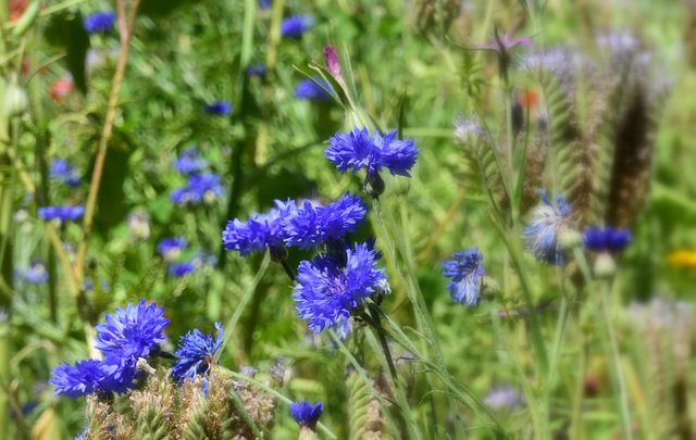 Kornblumen an einem Ackerweg