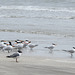 Day 4, Royal Terns, Mustang Island State Park