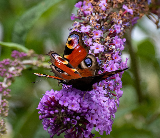 Peacock butterflies